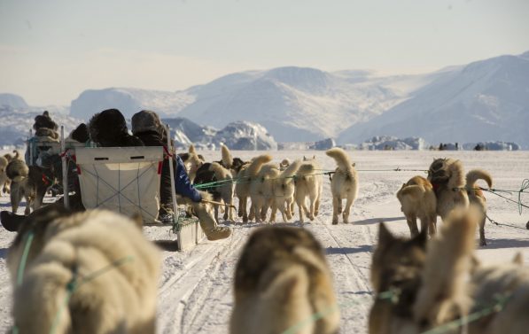 Hunder drar en slede i vinterlandskap