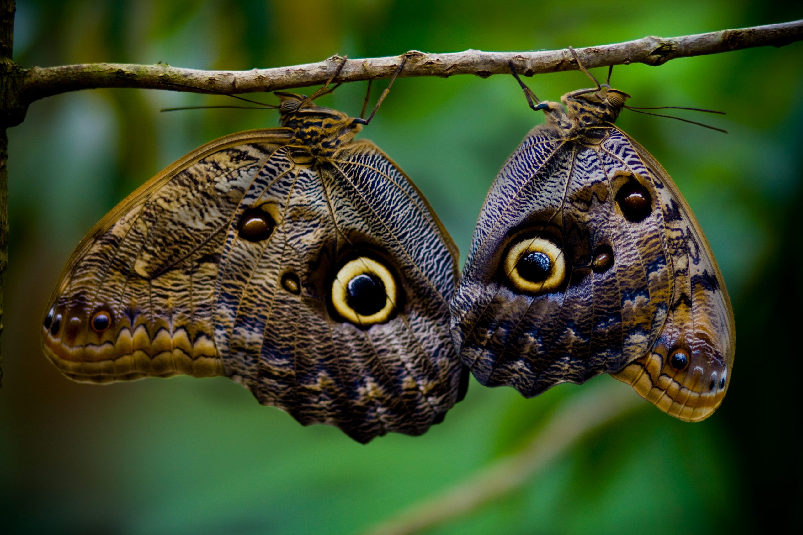 To uglesommerfugler henger ved siden av hverdandre, og former slik et par gule, svært livaktige ugleøyne.